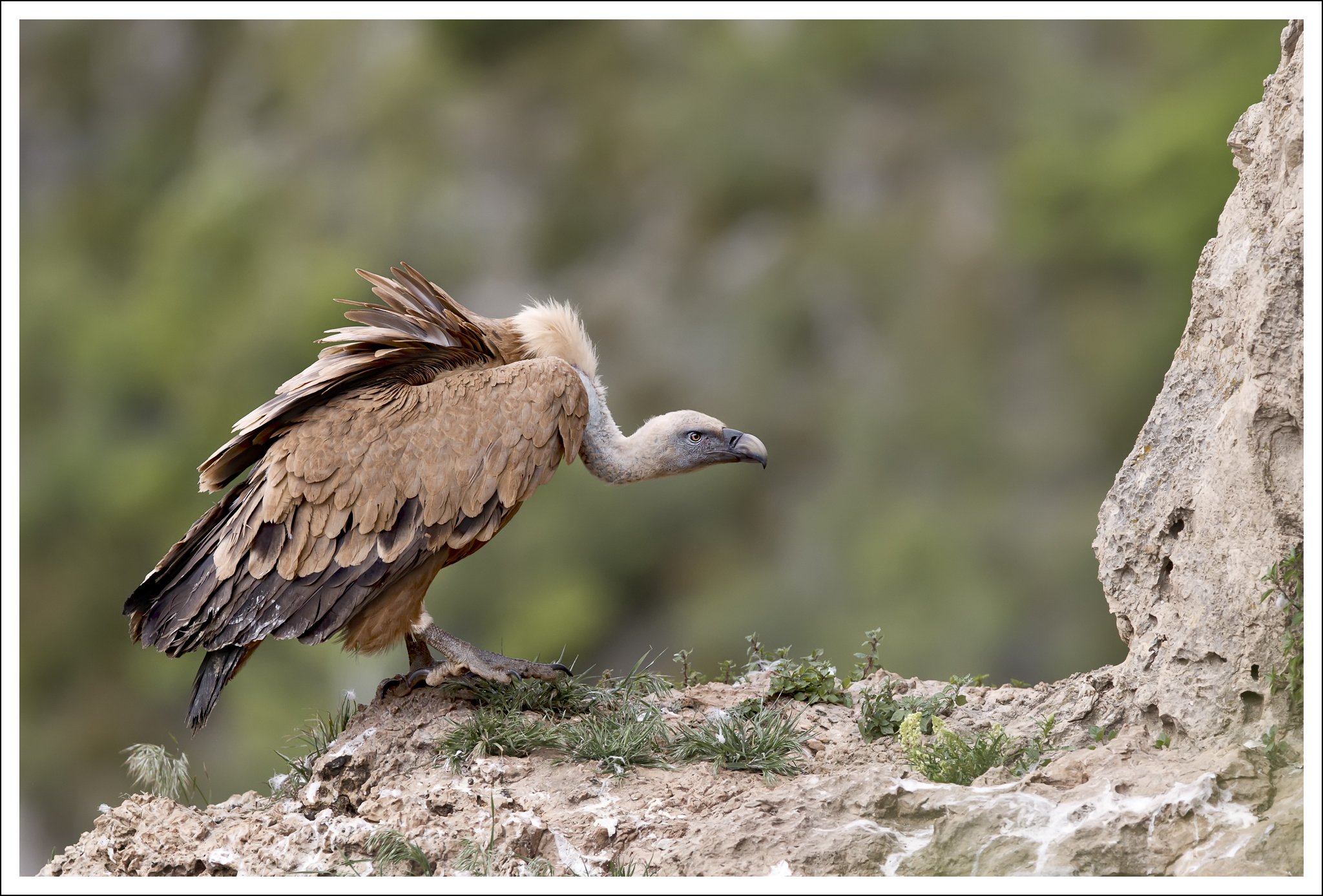Les ailes des Grands causses